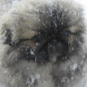 Meet your Posher, Ann